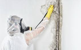 Best Attic Mold Removal  in Lake Park, NC